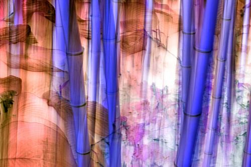 Gebloemde Bamboe | Artistieke Natuurfotografie