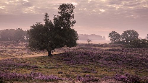 Gasterse Duinen Drenthe
