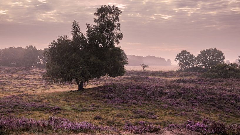 Drenthe Dunes of Gasterse by Marga Vroom