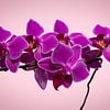Rosafarbene Orchideenblüten von Raphotography