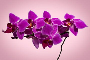 Pink Orchid Flowers by Raphotography