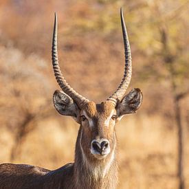 Portrait of the Waterbuck by Lennart Verheuvel