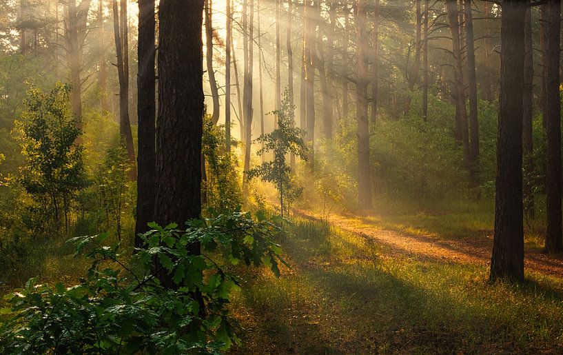 im sonnigen Wald von Mykhailo Sherman