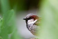 Moineau domestique
