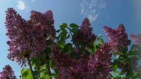 Flieder lilac