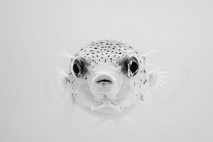 Kugelfisch