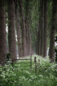 l'herbe de velours le long du canal Damse Vaart
