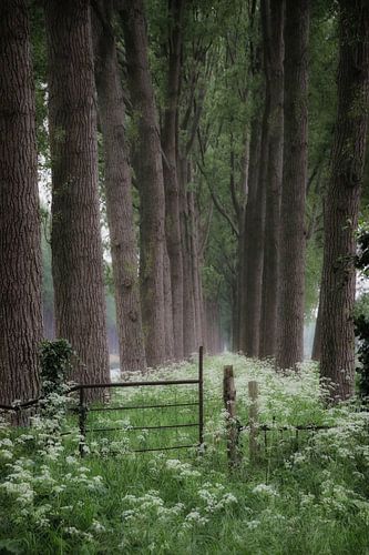 fluitekruid langs de Damse Vaart