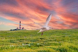 Mouette dans les marais salants de la mer du Nord sur Animaflora PicsStock