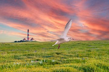 Seagull in the salt marshes at the North Sea by Animaflora PicsStock