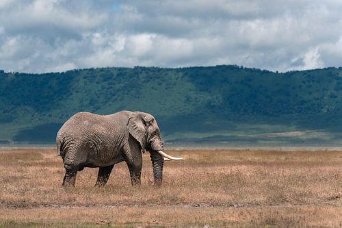 Afrikanischer Elefant in weiter Landschaft – Ngorongoro-Krater, Tansania
