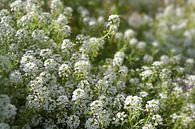 Fleurs blanches d'Iberis sempervirens, communément appelé candytuft, une plante couvre-sol à feuille par Maren Winter Aperçu