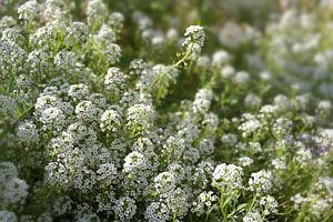 Fleurs blanches d'Iberis sempervirens, communément appelé candytuft, une plante couvre-sol à feuille sur Maren Winter