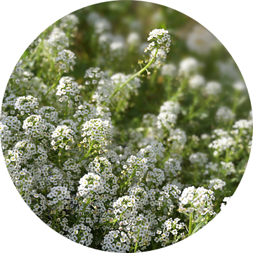 Witte bloemen van Iberis sempervirens, ook wel candytuft genoemd, een altijdgroene bodembedekker voo van Maren Winter