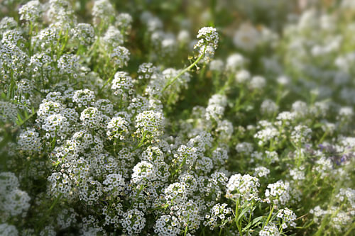 Weiße Blüten von Iberis sempervirens, allgemein Candytuft genannt, eine immergrüne Bodendeckerpflanz