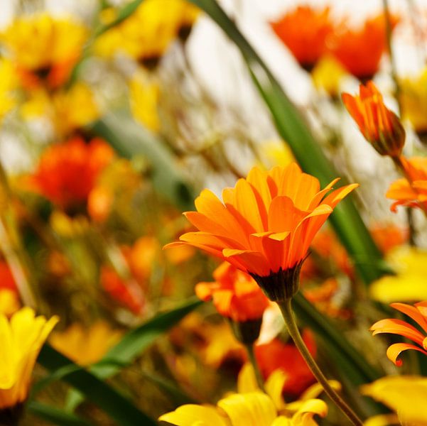 Afrikanisches Gänseblümchen im Sonnenschein von Werner Lehmann