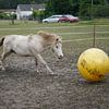 Shetland pony Fredo speelt met de rubberen bal van Babetts Bildergalerie