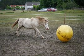 Shetland pony Fredo playing with rubber ball