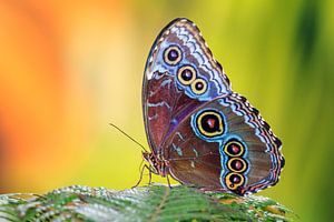 Blauwe Morpho vlinder von Dennis van de Water