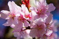 Close-up van een mooie roze bloem van Marco Leeggangers thumbnail