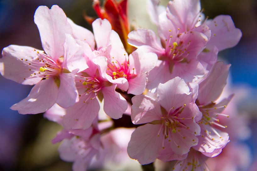 Close-up van een mooie roze bloem van Marco Leeggangers