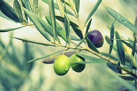 Olives by Wiltrud Schwantz