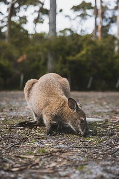 Wallabies dans le parc national de Tasman : une rencontre avec la vie sauvage sur Ken Tempelers