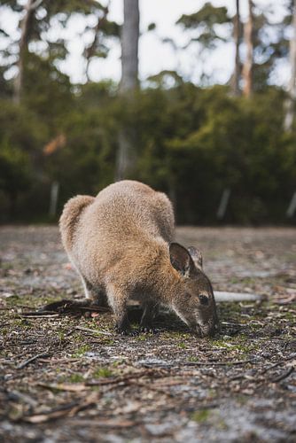 Wallabies dans le parc national de Tasman : une rencontre avec la vie sauvage