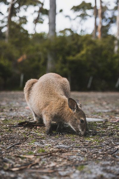 Wallabies in Tasman National Park: An Encounter with Wildlife by Ken Tempelers