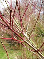 rood natuur zutphen bomen takken tak boom groen winter voorjaar wandeling gras