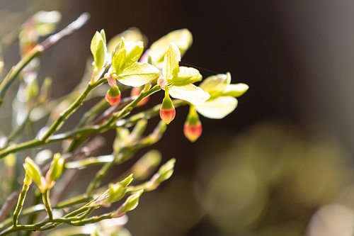 Frühling