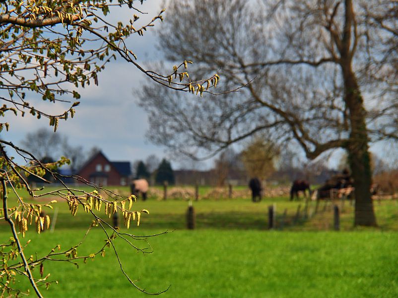 Kegels en paarden van Edgar Schermaul