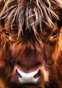 Schotse hooglander close-up van Bert Hooijer