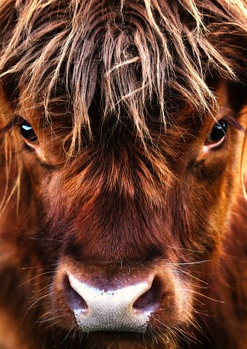 Scottish highlander close-up by Bert Hooijer