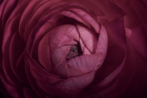 Roze Ranonkel opent zich langzaam