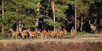 Flock of red deer in the rutting season