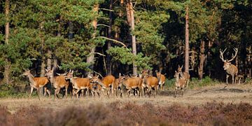 Flock of red deer in the rutting season by Evert Jan Kip
