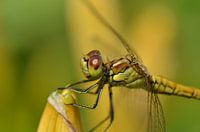 Dragonfly full in color