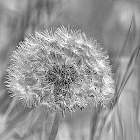Fleurie sur Hanneke Luit