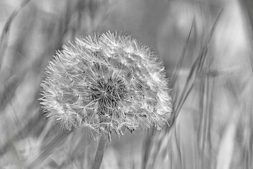 Fleurie sur Hanneke Luit