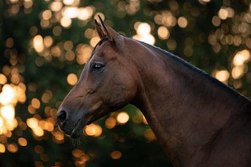 Paard in de ondergaande zon van Kim van Beveren
