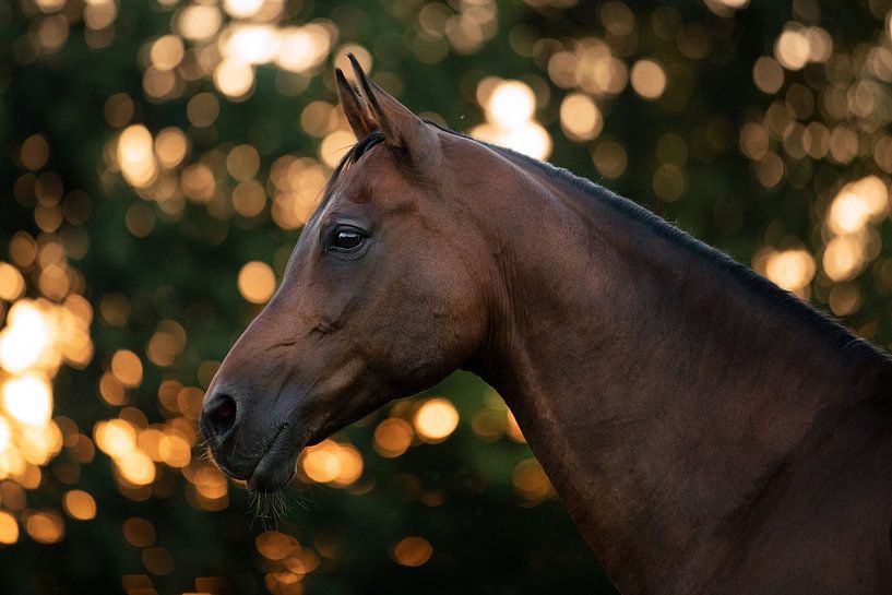 Cheval dans le soleil couchant par Kim van Beveren