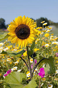 Zonnebloem