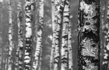 Berkenbosje van Danny Slijfer Natuurfotografie