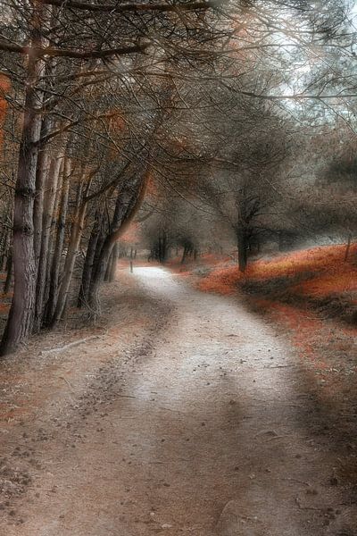 Forêt d'automne de rêve par Yvonne Smits