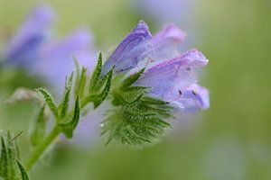 Last flowers.  by Margo Biewinga