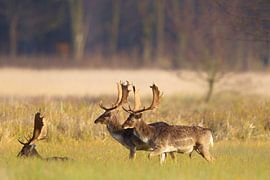 Damhirsche (Dama dama) von Dirk Rüter
