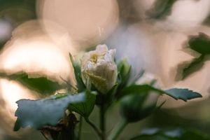 Sonnenblume