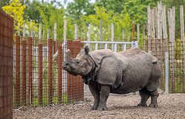Indisches Nashorn am Tor von Triki Photography