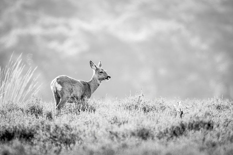 Roedeer by Andy van der Steen - Fotografie